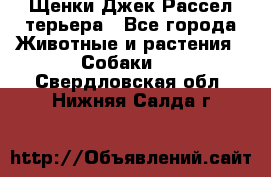 Щенки Джек Рассел терьера - Все города Животные и растения » Собаки   . Свердловская обл.,Нижняя Салда г.